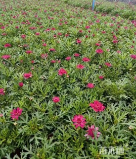 高度30厘米玛格丽特