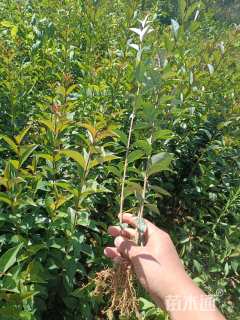 0.8公分大叶女贞