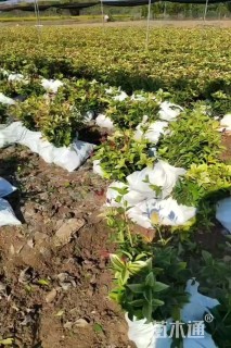 高度50厘米五彩桂花