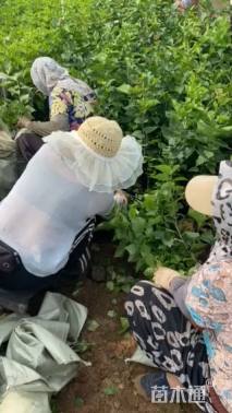 高度60厘米丁香