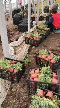 高度20厘米金盏菊