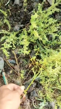 高度30厘米小丑火棘小苗