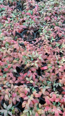 高度20厘米火焰南天竹