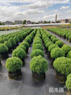 高度35厘米球柏