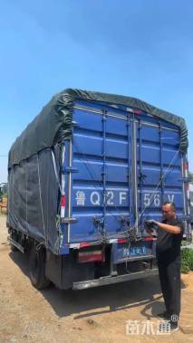 高度50厘米姜荷花