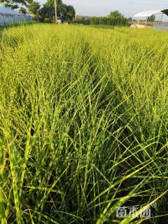 高度30厘米斑叶芒