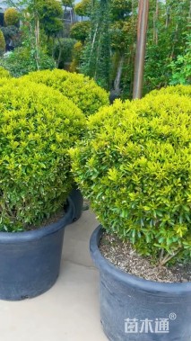 高度100厘米豆瓣黄杨