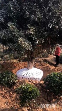 高度300厘米丛生桂花