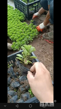 高度10厘米德国景天