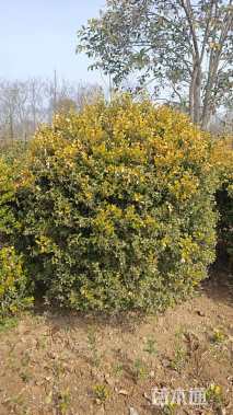 冠幅180厘米瓜子黄杨球