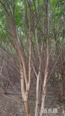 高度600厘米丛生三角枫