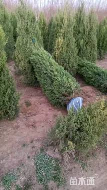 高度250厘米塔桧