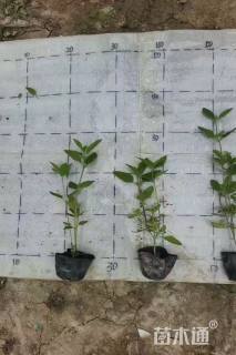 高度15厘米鼠尾草