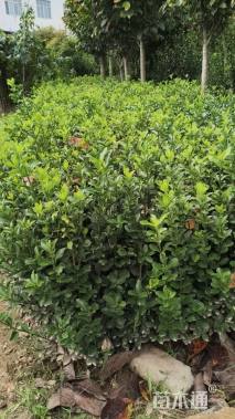 高度50厘米大叶黄杨小苗