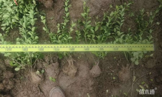 高度50厘米卫矛