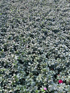 高度18厘米西洋杜鹃