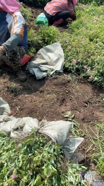 高度40厘米绣线菊