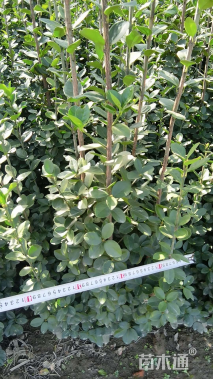 高度130厘米北海道黄杨