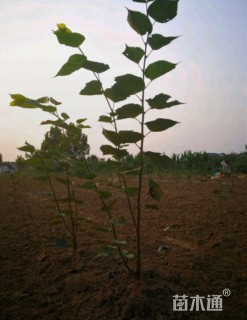 1公分欧洲小叶椴