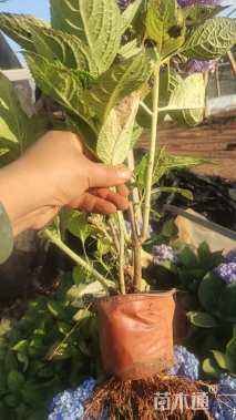 高度40厘米八仙花