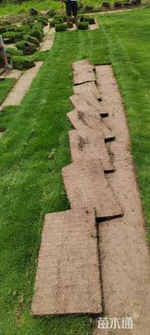 草块状草皮