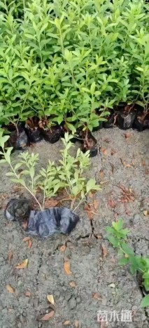 高度20厘米毛鹃