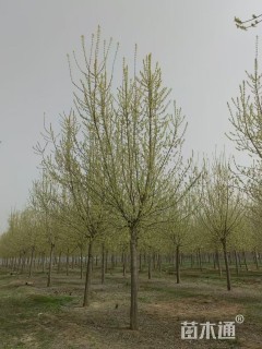 28公分金叶复叶槭