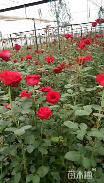 高度34厘米月季小苗