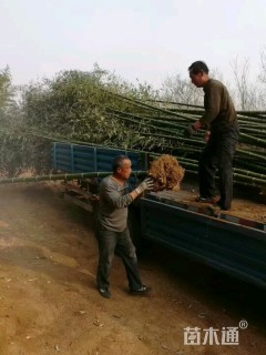 高度200厘米竹子