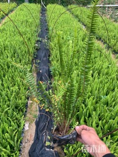 高度25厘米肾蕨