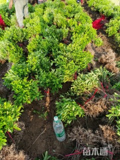 高度30厘米春鹃小苗