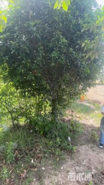 18公分高杆桂花