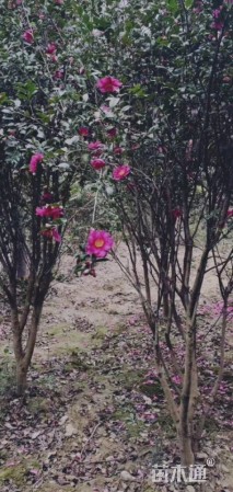 高度400厘米茶梅