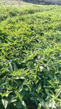 高度20厘米马鞭草