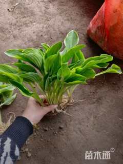 高度30厘米金边玉簪