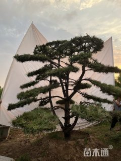 20公分造型松