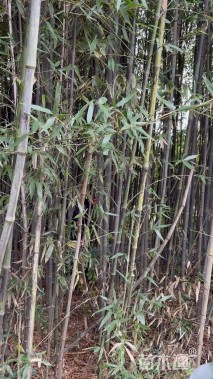 高度350厘米花斑竹