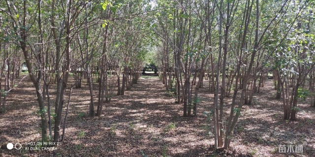 高度700厘米丛生白蜡