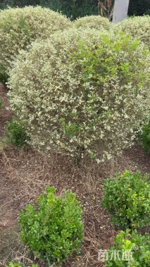 高度120厘米金姬小蜡