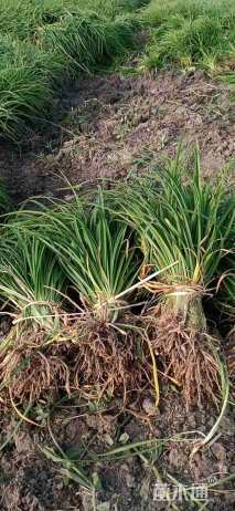 高度20厘米大花萱草