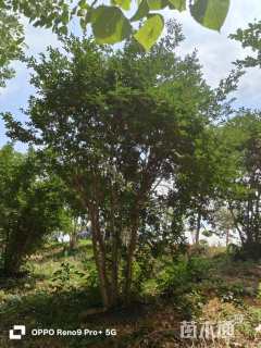 高度400厘米丛生紫薇