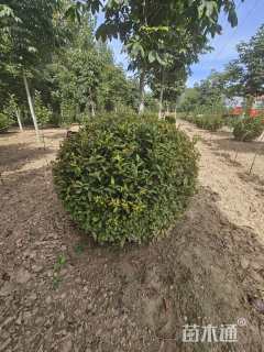 高度80厘米红王子锦带球