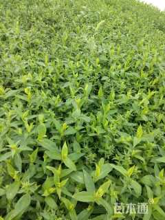 高度15厘米紫菀