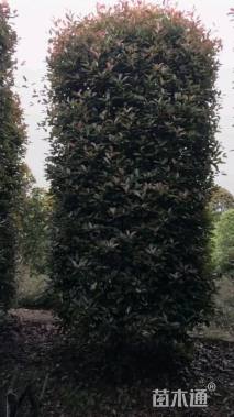 高度300厘米红叶石楠柱