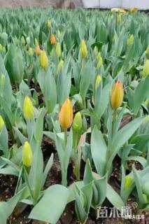 高度20厘米郁金香