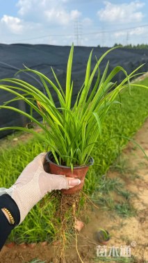 高度20厘米大花萱草