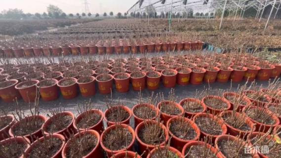 高度50厘米牡丹