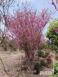 高度400厘米巴杆红丛生紫荆