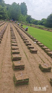 草块状马尼拉草