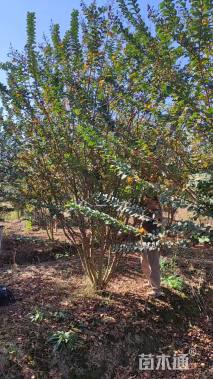 高度180厘米丛生红花紫薇